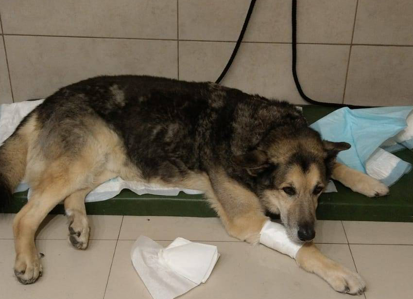 Reha Pets – grafika projektu